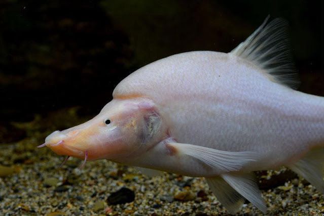 Sinocyclocheilus microphthalmus Li, 1989